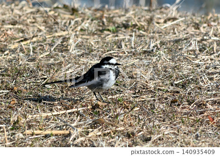 A white wagtail walking along the banks of the Hoshikawa River, foraging for food. A white wagtail walking along the banks of the Hoshikawa River, foraging for food. 140935409