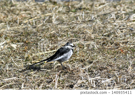 A white wagtail walking along the banks of the Hoshikawa River, foraging for food. A white wagtail walking along the banks of the Hoshikawa River, foraging for food. 140935411