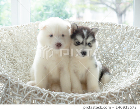 Two cute Siberian Husky puppies, one white and one black and white, sitting together on a white wicker chair indoors by the window. Two cute Siberian Husky puppies, one white and one black and white, sitting together on a white wicker chair indoors by the window. 140935572