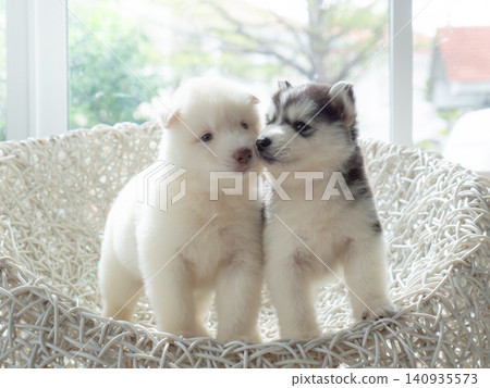 Two cute Siberian Husky puppies, one white and one black and white, nuzzling and kissing each other on a white wicker chair indoors with soft natural window light. Two cute Siberian Husky puppies, one white and one black and white, nuzzling and kissing each other on a white wicker chair indoors with soft natural window light. 140935573