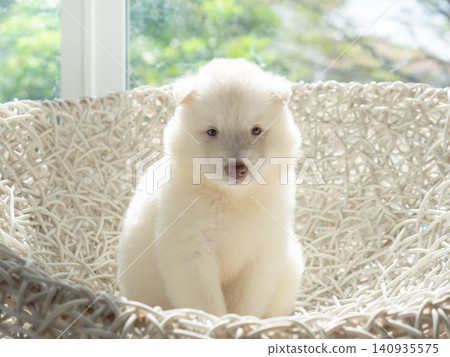 Cute white Siberian Husky puppy sitting on a white wicker chair indoors, looking at camera with natural soft light from the window. Cute white Siberian Husky puppy sitting on a white wicker chair indoors, looking at camera with natural soft light from the window. 140935575
