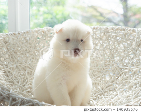 Cute white Siberian Husky puppy sitting on a white wicker chair indoors, looking at camera with natural soft light from the window. 140935576