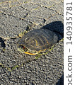 A turtle resting along the walking path 140935781