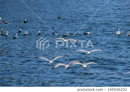 黑尾鷗優雅地翱翔於海面之上 黑尾鷗優雅地翱翔於海面之上 140936202