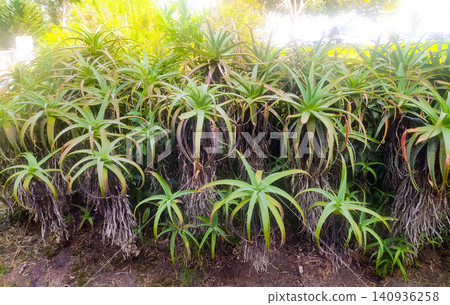 A dense cluster of vibrant green aloe plants with rustic, dried leaves grows in a sunlit outdoor garden, evoking a strong sense of natural resilience and botanical wonder. No people. A dense cluster of vibrant green aloe plants with rustic, dried leaves grows in a sunlit outdoor garden, evoking a strong sense of natural resilience and botanical wonder. No people. 140936258