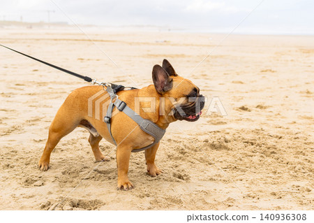 Adorable French bulldog in a harness stands on a sandy beach, capturing the joyful essence of a seaside walk. Evokes feelings of happy companionship and freedom. Nobody is there. Adorable French bulldog in a harness stands on a sandy beach, capturing the joyful essence of a seaside walk. Evokes feelings of happy companionship and freedom. Nobody is there. 140936308