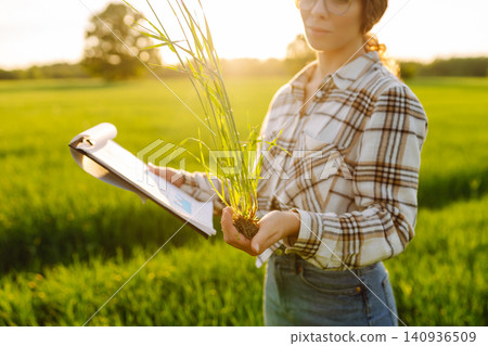Farmer touches wheat sprouts, checking growth. Concept for farm development, horticulture. Farmer touches wheat sprouts, checking growth. Concept for farm development, horticulture. 140936509
