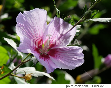 Pink Rose of Sharon flowers are blooming Pink Rose of Sharon flowers are blooming 140936536