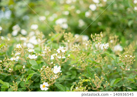 [Toneri Park] White roses beginning to bloom and many buds 140936545