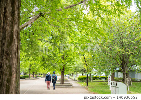 [Toneri Park] People strolling along the tree-lined path with fresh green leaves. 140936552
