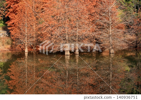 The autumn leaves of bald cypress trees are reflected on the water's surface. The autumn leaves of bald cypress trees are reflected on the water's surface. 140936751