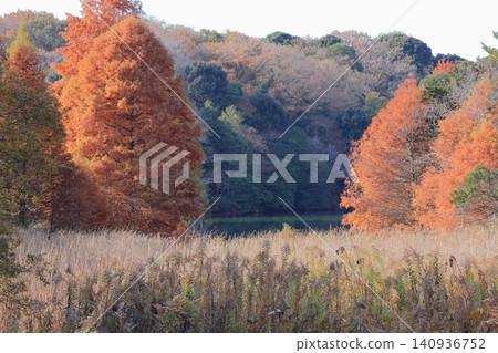榮志雄公園的水下森林在秋季呈現美麗的景色。 140936752