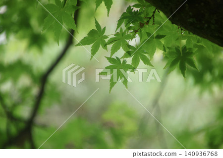 Green maple leaves - Nanko Park (Shirakawa City, Fukushima Prefecture) Green maple leaves - Nanko Park (Shirakawa City, Fukushima Prefecture) 140936768