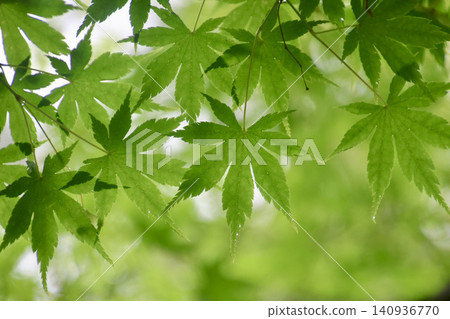 Green maple leaves - Nanko Park (Shirakawa City, Fukushima Prefecture) Green maple leaves - Nanko Park (Shirakawa City, Fukushima Prefecture) 140936770