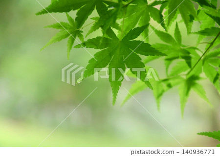 Green maple leaves - Nanko Park (Shirakawa City, Fukushima Prefecture) Green maple leaves - Nanko Park (Shirakawa City, Fukushima Prefecture) 140936771