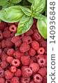 Ripe raspberries piled with fresh basil leaves, bright natural food composition showing vivid red berries, green herb contrast, detailed texture, seasonal market freshness and recipe appeal 140936848