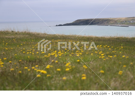 A view of the sea and the Pacific Ocean from a hill covered in dandelions at Kiritappu Cape in spring. A view of the sea and the Pacific Ocean from a hill covered in dandelions at Kiritappu Cape in spring. 140937016