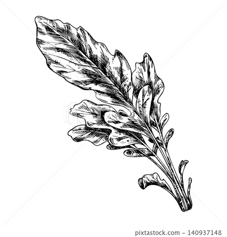 Radish leaf sketch. Hand drawn ink illustration of fresh botanical foliage in engraving style. Organic vegetable ingredient for culinary recipe, vegan menu and agriculture design. Radish leaf sketch. Hand drawn ink illustration of fresh botanical foliage in engraving style. Organic vegetable ingredient for culinary recipe, vegan menu and agriculture design. 140937148