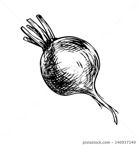 Radish root vegetable hand drawn illustration. Ink sketch of fresh organic produce with leaves. Traditional engraving style drawing for culinary menu, recipe design and market label. Radish root vegetable hand drawn illustration. Ink sketch of fresh organic produce with leaves. Traditional engraving style drawing for culinary menu, recipe design and market label. 140937149
