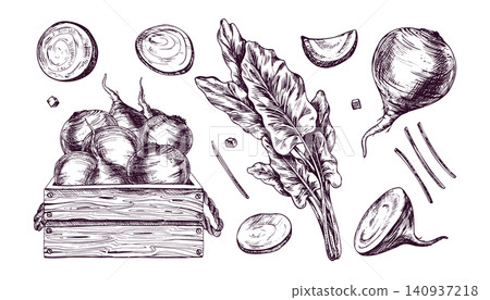 Beetroot harvest drawing in engraving style. Hand drawn ink illustration of vegetable crops in wooden crate and sliced beet parts for restaurant menu and organic food design. Beetroot harvest drawing in engraving style. Hand drawn ink illustration of vegetable crops in wooden crate and sliced beet parts for restaurant menu and organic food design. 140937218