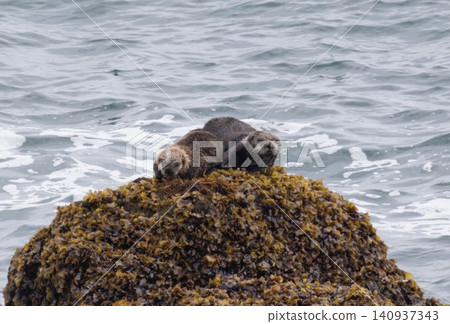 A wild sea otter family rests huddled together on a rock at Cape Kiritappu in Hokkaido. A wild sea otter family rests huddled together on a rock at Cape Kiritappu in Hokkaido. 140937343