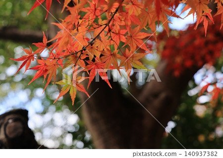 Autumn leaves gradation Autumn leaves gradation 140937382