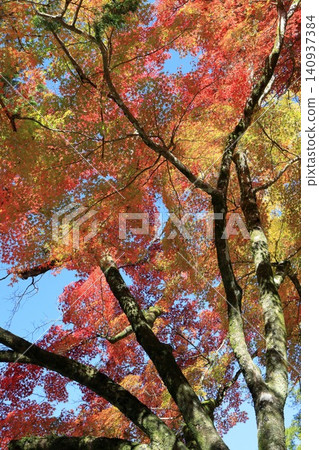 Autumn leaves illuminated by light, creating a beautiful gradient. Autumn leaves illuminated by light, creating a beautiful gradient. 140937384