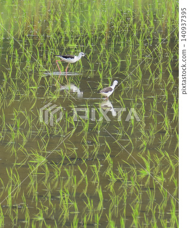 Two Black-winged Stilts enjoying each other's company in a rice paddy. Two Black-winged Stilts enjoying each other's company in a rice paddy. 140937395