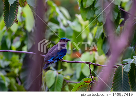 Purple winged Roller (Coracias temminckii) bird on tree animal wildlife in forest Purple winged Roller (Coracias temminckii) bird on tree animal wildlife in forest 140937419