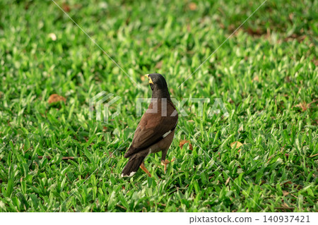 Myna or mynah bird brown feather animal wildlife on green grass Myna or mynah bird brown feather animal wildlife on green grass 140937421