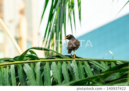 Myna or mynah bird brown feather animal wildlife on plam leaf tree Myna or mynah bird brown feather animal wildlife on plam leaf tree 140937422