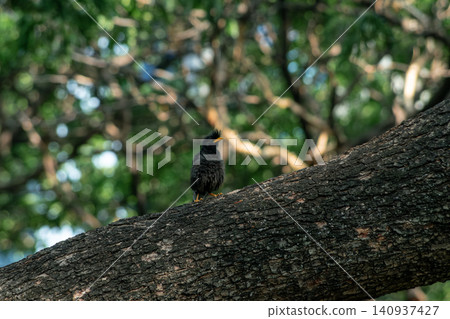 Javan Myna black bird yellow beak on tree nature animal wildlife Javan Myna black bird yellow beak on tree nature animal wildlife 140937427