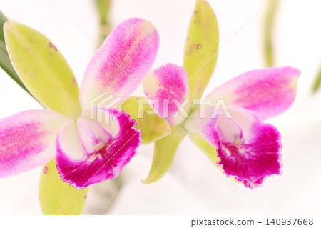 卡特蘭「小精靈」-綠色和粉紅色的花朵在明亮的背景下綻放 卡特蘭「小精靈」-綠色和粉紅色的花朵在明亮的背景下綻放 140937668