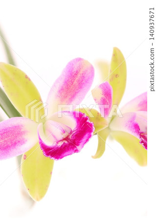 Cattleya 'Little Spirit' - Green and pink flowers against a bright background Cattleya 'Little Spirit' - Green and pink flowers against a bright background 140937671