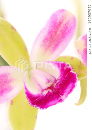 Cattleya 'Little Spirit' - Green and pink flowers against a bright background Cattleya 'Little Spirit' - Green and pink flowers against a bright background 140937672