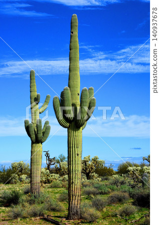 Old Saguaro Cactus Sonora desert Arizona 140937678