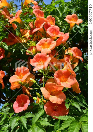 Trumpet vine (Bignoniaceae) climbing deciduous shrub Trumpet vine (Bignoniaceae) climbing deciduous shrub 140937710