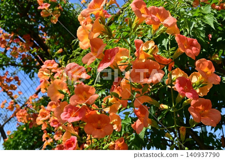 Trumpet vine (Bignoniaceae family): A climbing deciduous shrub and trellis. Trumpet vine (Bignoniaceae family): A climbing deciduous shrub and trellis. 140937790
