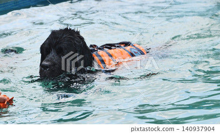 Dog swimming in a life jacket, enjoying a safe aquatic exercise routine Dog swimming in a life jacket, enjoying a safe aquatic exercise routine 140937904