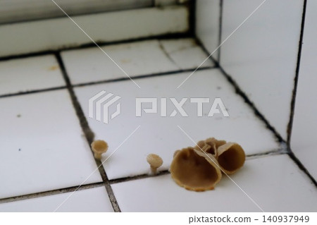 Mushrooms growing in a Japanese kitchen Mushrooms growing in a Japanese kitchen 140937949