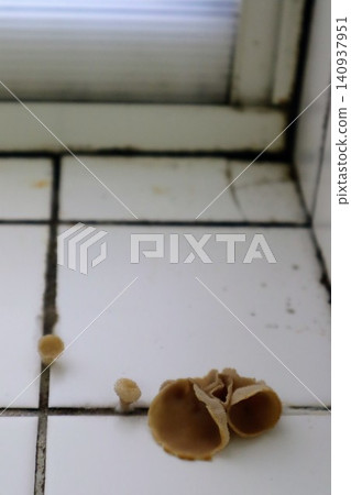 Mushrooms growing in a Japanese kitchen 140937951