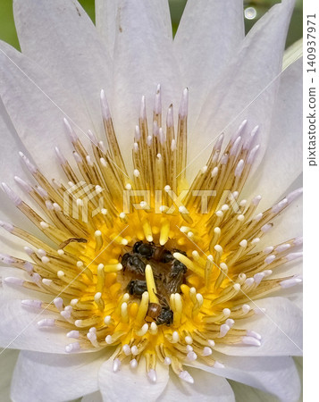 Macro Shot Of Honey Bees Collecting Pollen Inside Yellow Lotus Macro Shot Of Honey Bees Collecting Pollen Inside Yellow Lotus 140937971