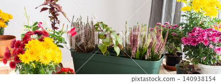 Decoration terrace with vibrant fall flowers like chrysanthemums and heather in pots, creating a cozy and colorful outdoor environment for autumn, banner Decoration terrace with vibrant fall flowers like chrysanthemums and heather in pots, creating a cozy and colorful outdoor environment for autumn, banner 140938154