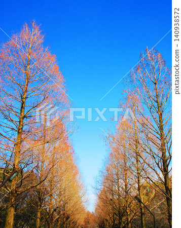 在冬天樹和藍天的風景 140938572