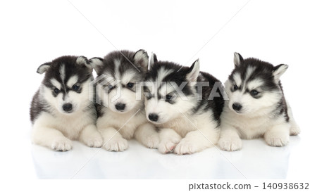 Four cute black and white Siberian Husky puppies lying down in a row isolated on white background. 140938632