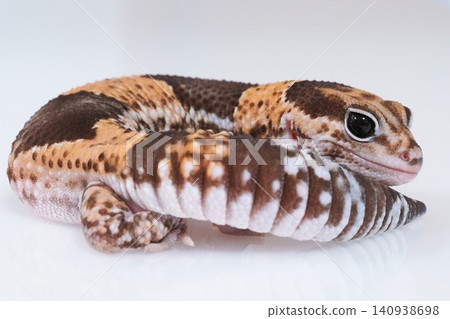The curled-up West African Leopard Gecko 140938698