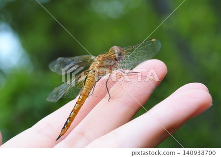 Hand-sized Pantala flavescens Hand-sized Pantala flavescens 140938700