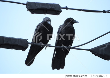 A pair of crows A pair of crows 140938705