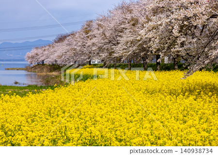 在福島縣郡山市港南町船津宮，船津川入海口處，河岸邊種植著一排櫻花樹和一片油菜花。船津川流入豬苗代湖。 140938734