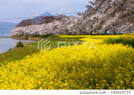 A row of cherry trees and a field of rapeseed flowers spread along the riverbank at the mouth of the Funatsu River, which flows into Lake Inawashiro, in Funatsumiya, Konan-machi, Koriyama City, Fukushima Prefecture. A row of cherry trees and a field of rapeseed flowers spread along the riverbank at the mouth of the Funatsu River, which flows into Lake Inawashiro, in Funatsumiya, Konan-machi, Koriyama City, Fukushima Prefecture. 140938735